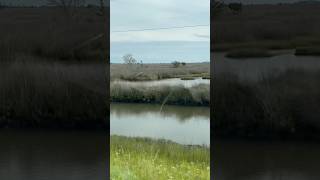 Journeying through the Endless Marshlands of North Carolina [upl. by Zat174]