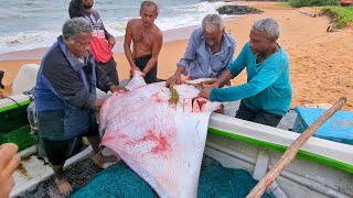 Expert Fishermen Cut a 70KG Manta Ray  Sri Lanka’s Coastal Legends [upl. by Eldorado305]