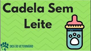 Cuidados Com a Cadela Lactante Sem Leite ou para Secar o Leite  Dica do Veterinário [upl. by Allianora]