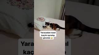 Sen onu nereden buldun da yakaladın 🥹 duet catvideos cat cute [upl. by Neevan164]