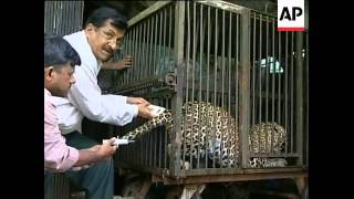 Leopards responsible for spate of killings in Mumbai [upl. by Rains344]