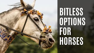 Bitless Bridle Options  Equestrian Education [upl. by Demmer]