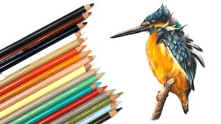 DRAW A BIRD with Colored Pencils  Kingfisher [upl. by Camilla]