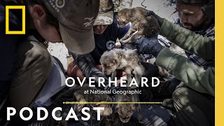 A Mexican Wolf Pup’s Journey into the Wild  Podcast  Overheard at National Geographic [upl. by Conrade]