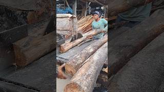 sawing sengon wood using a disc saw [upl. by Bahr681]