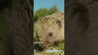 Discover the Fascinating Lives of Adorable Hedgehogs Part 1 [upl. by Efar]