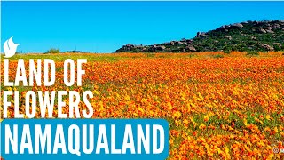 Land of Flowers  NAMAQUALAND SOUTH AFRICA [upl. by Eugenio]