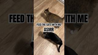 ASMR Feed the cats with me [upl. by Esikram]