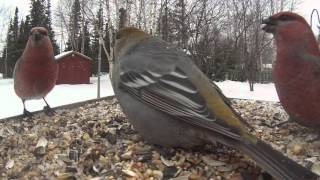 Pine Grosbeak Feeder Cam [upl. by Waki662]