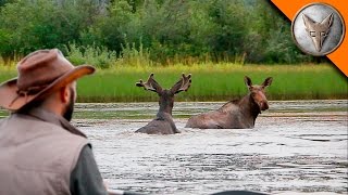 Wild Moose Encounter [upl. by Nitz704]