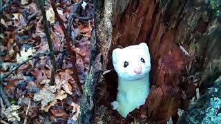 Rare Michigan Ermine Pops out of Tree [upl. by Witt]