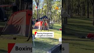 Campsite kangaroo brawl caught on camera [upl. by Aneem557]