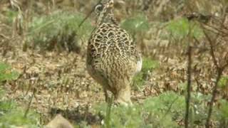 Little Whimbrel  Numenius minutus [upl. by Gorlicki]