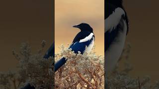 Birding North America  Blackbilled Magpie [upl. by Michaela]