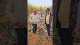 Sugarcane harvesting season 2024 started sugarcane shorts [upl. by Burg]