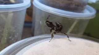 Ghost Praying Mantis Info [upl. by Nirrol]