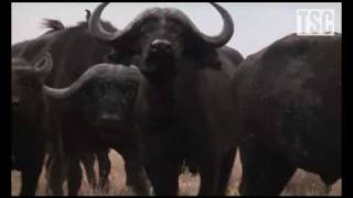 BATTLE AT KRUGER a Lion Buffalo Standoff [upl. by Anilasor]