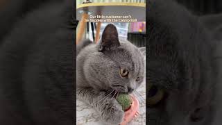 Lickable Cat Snack Ball cat cataccessories pets catsnackbar [upl. by Cone]