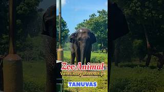 Vandalur Zoo internship  Madras Veterinary College  Krish Vet Corner tanuvas veterinary [upl. by Christen]