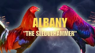 ALBANY GAMEFOWL BLOODLINE Fighting Style and History [upl. by Odlaumor]