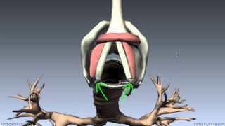 Larynx  Ligaments Membranes Vocal Cords  3D Anatomy Tutorial [upl. by Wolfram]