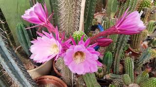 Trichocereus hybrid THELEFLORA Trichocereus thelegonus x Echinopsis eyriesii vgrandiflora [upl. by Magdaia373]