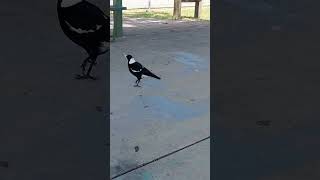 Singing magpie mate magpies australia [upl. by Kliment]