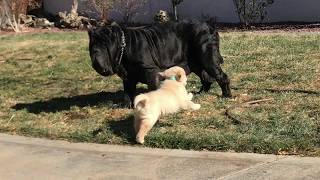 Golden Retriever Puppy Chases Away Neapolitan Mastiff [upl. by Zulema]