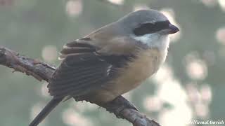 पक्षी प्रेम Beautiful Birds of Village birds birdwatching birdlovers nature beauty pakshi yt [upl. by Colon952]