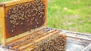 Apiculture  lorganisation des abeilles dans la ruche  Truffaut [upl. by Ystap]