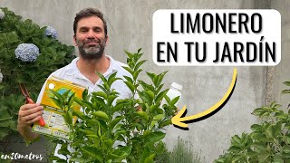 CÓMO CULTIVAR UN LIMONERO EN TU JARDÍN dará fruta cómo podar cómo regar  en20metros [upl. by Spiegelman]