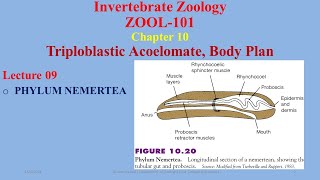 Phylum Nemertea Nemerteans Proboscis Worms [upl. by Gillie358]