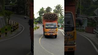 Canter orange tebu gayor automobile suprayitnokampled shortvideo [upl. by Danaher]