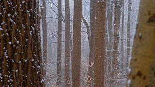 4K Snow Fall In The Forest  Relaxing Winter Sounds  Ultra HD [upl. by Rik11]