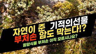 quot부처손 암을 막는 기적의 식물 과학으로 밝혀본 진실quot [upl. by Ieso429]