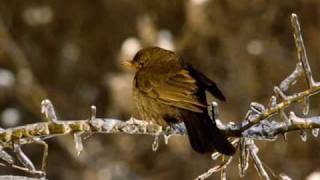 Chants doiseaux de France partie 1 [upl. by Baal387]