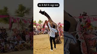 Camel dance competition dhola kheda [upl. by Esiled]