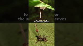 This Fungus Turns The Ants Into Zombies shorts [upl. by Zerelda]