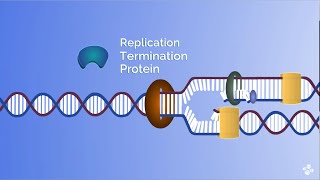 Molecular motors race during DNA replication [upl. by Gregoor]