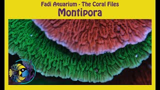 The Coral Files  Montipora Corals [upl. by Gwenneth]