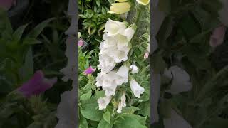 Grow Beautiful Foxglove  YouTubeHighFive ytshorts youtuber [upl. by Layol681]