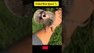 Frilled Neck Lizard 🦎allah facts shortsfeed shortviral animals amazingfacts [upl. by Baseler]