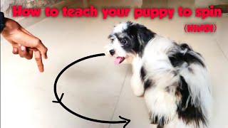 How to train Spin to your puppy  Lhasa Apso puppy training [upl. by Schmitt]