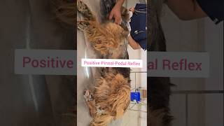 Scabies in Dog Positive PinnalPedal Reflex internship veterinary doctor neet [upl. by Atikram]