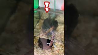 Poor dragonfly fell into betta fish tank😱bettafishtank nguyentuanbetta betta [upl. by Eskill232]