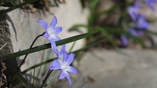 Growing Chionodoxa forbesii  Scilla forbesii  Gloryofthesnow [upl. by Llechtim]