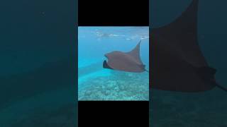 Mantas in Nusa Penida Bali Indonesia [upl. by Hagen]