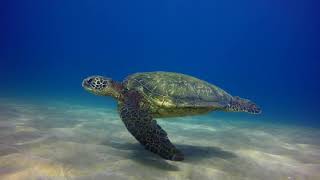 Swimming With Sea Turtles [upl. by Ezechiel191]