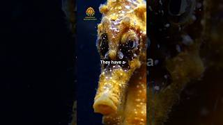 The Fascinating Biology of The Seahorse [upl. by Rehpinnej760]