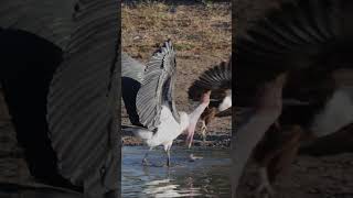 Maribou Stork VS Fish Eagle [upl. by Ahsehat]